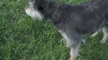 Zincirde farklı renkte gözleri olan komik bir köpek çiftliği koruyor. Hayvanlar hareket halinde