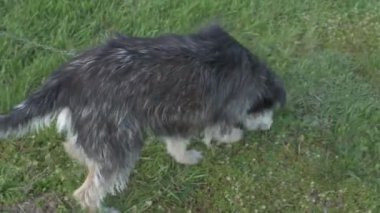 Zincirde farklı renkte gözleri olan komik bir köpek çiftliği koruyor. Hayvanlar hareket halinde