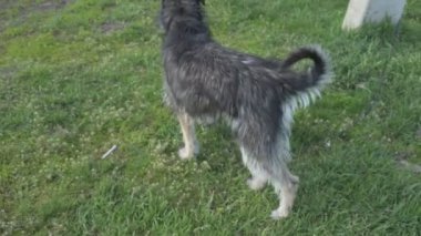 Zincirde farklı renkte gözleri olan komik bir köpek çiftliği koruyor. Hayvanlar hareket halinde