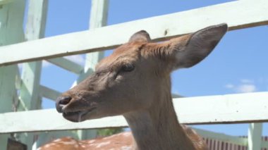 Sika geyiği hayvanat bahçesinde yürüyor, hayvan çiftliğinde.