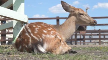 Sika geyiği hayvanat bahçesinde yürüyor, hayvan çiftliğinde.