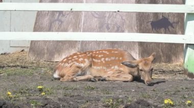 Sika geyiği hayvanat bahçesinde yürüyor, hayvan çiftliğinde.