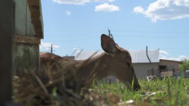 Sika geyiği hayvanat bahçesinde yürüyor, hayvan çiftliğinde.