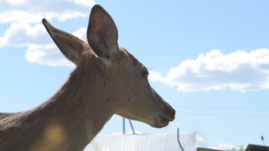 Sika geyiği hayvanat bahçesinde yürüyor, hayvan çiftliğinde.