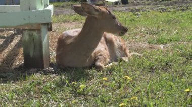 Sika geyiği hayvanat bahçesinde yürüyor, hayvan çiftliğinde.