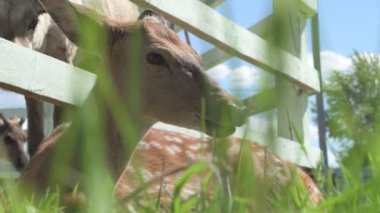 Sika geyiği hayvanat bahçesinde yürüyor, hayvan çiftliğinde.
