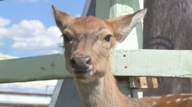 Sika geyiği hayvanat bahçesinde yürüyor, hayvan çiftliğinde.