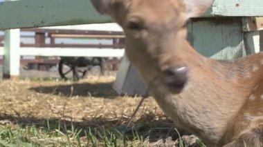 Sika geyiği hayvanat bahçesinde yürüyor, hayvan çiftliğinde.