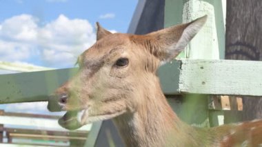 Sika geyiği hayvanat bahçesinde yürüyor, hayvan çiftliğinde.