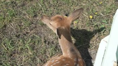 Sika geyiği hayvanat bahçesinde yürüyor, hayvan çiftliğinde.