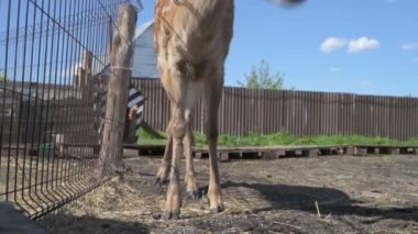 Sika geyiği hayvanat bahçesinde yürüyor, hayvan çiftliğinde.