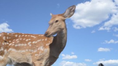 Sika geyiği hayvanat bahçesinde yürüyor, hayvan çiftliğinde.