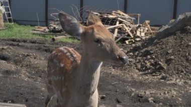 Sika geyiği hayvanat bahçesinde yürüyor, hayvan çiftliğinde.