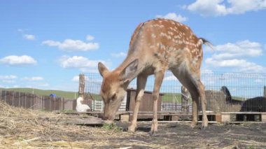 Sika geyiği hayvanat bahçesinde yürüyor, hayvan çiftliğinde.
