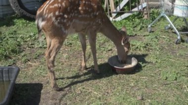Sika geyiği hayvanat bahçesinde yürüyor, hayvan çiftliğinde.