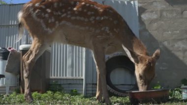 Sika geyiği hayvanat bahçesinde yürüyor, hayvan çiftliğinde.