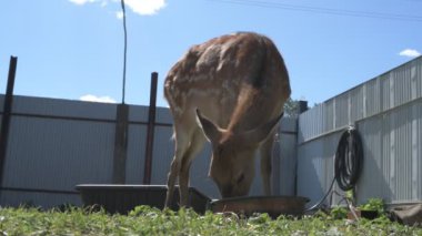 Sika geyiği hayvanat bahçesinde yürüyor, hayvan çiftliğinde.