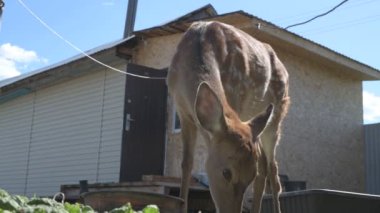 Sika geyiği hayvanat bahçesinde yürüyor, hayvan çiftliğinde.