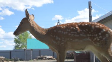 Sika geyiği hayvanat bahçesinde yürüyor, hayvan çiftliğinde.