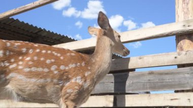 Sika geyiği hayvanat bahçesinde yürüyor, hayvan çiftliğinde.