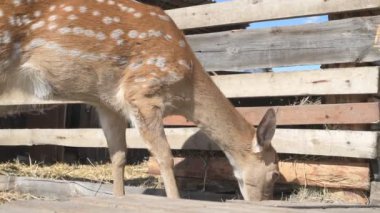 Sika geyiği hayvanat bahçesinde yürüyor, hayvan çiftliğinde.