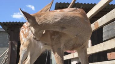 Sika geyiği hayvanat bahçesinde yürüyor, hayvan çiftliğinde.