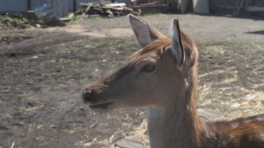 Sika geyiği hayvanat bahçesinde yürüyor, hayvan çiftliğinde.