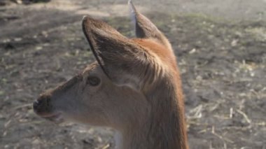 Sika geyiği hayvanat bahçesinde yürüyor, hayvan çiftliğinde.