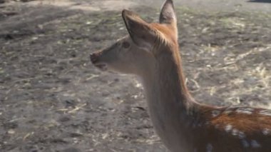 Sika geyiği hayvanat bahçesinde yürüyor, hayvan çiftliğinde.