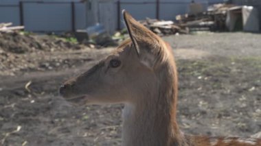 Sika geyiği hayvanat bahçesinde yürüyor, hayvan çiftliğinde.