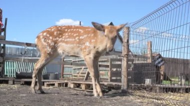 Sika geyiği hayvanat bahçesinde yürüyor, hayvan çiftliğinde.