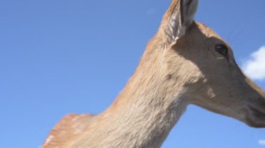 Sika geyiği hayvanat bahçesinde yürüyor, hayvan çiftliğinde.