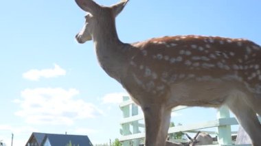 Sika geyiği hayvanat bahçesinde yürüyor, hayvan çiftliğinde.