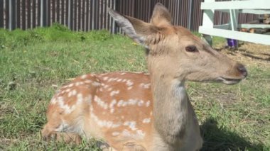Sika geyiği hayvanat bahçesinde yürüyor, hayvan çiftliğinde.