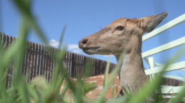 Sika geyiği hayvanat bahçesinde yürüyor, hayvan çiftliğinde.