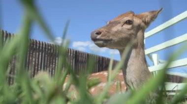 Sika geyiği hayvanat bahçesinde yürüyor, hayvan çiftliğinde.