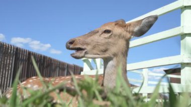 Sika geyiği hayvanat bahçesinde yürüyor, hayvan çiftliğinde.