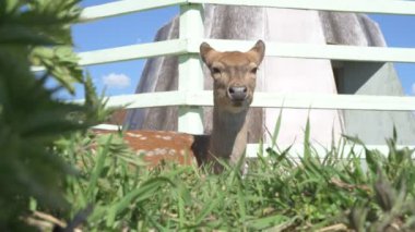 Sika geyiği hayvanat bahçesinde yürüyor, hayvan çiftliğinde.