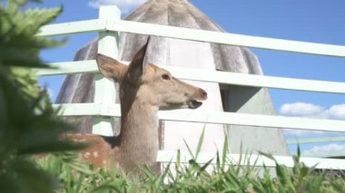 Sika geyiği hayvanat bahçesinde yürüyor, hayvan çiftliğinde.