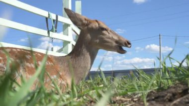 Sika geyiği hayvanat bahçesinde yürüyor, hayvan çiftliğinde.