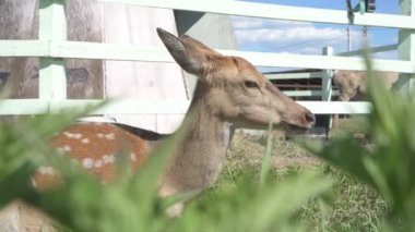 Sika geyiği hayvanat bahçesinde yürüyor, hayvan çiftliğinde.