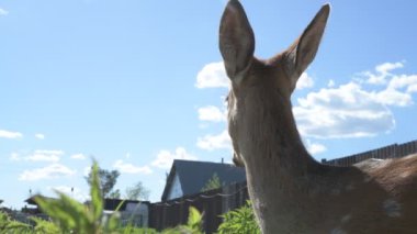 Sika geyiği hayvanat bahçesinde yürüyor, hayvan çiftliğinde.