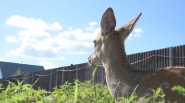 Sika geyiği hayvanat bahçesinde yürüyor, hayvan çiftliğinde.
