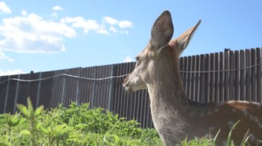 Sika geyiği hayvanat bahçesinde yürüyor, hayvan çiftliğinde.