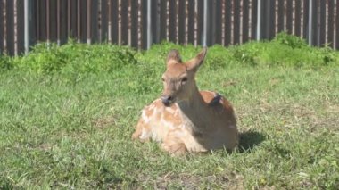 Sika geyiği hayvanat bahçesinde yürüyor, hayvan çiftliğinde.