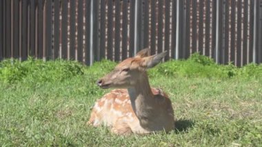 Sika geyiği hayvanat bahçesinde yürüyor, hayvan çiftliğinde.