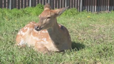 Sika geyiği hayvanat bahçesinde yürüyor, hayvan çiftliğinde.