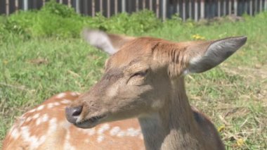 Sika geyiği hayvanat bahçesinde yürüyor, hayvan çiftliğinde.