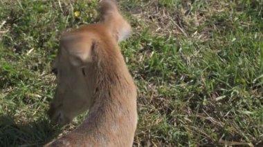 Sika geyiği hayvanat bahçesinde yürüyor, hayvan çiftliğinde.