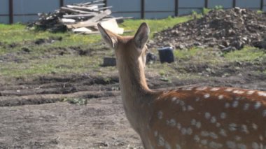 Sika geyiği hayvanat bahçesinde yürüyor, hayvan çiftliğinde.